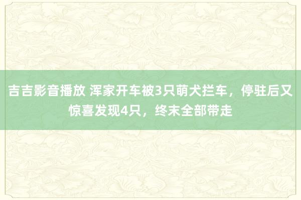 吉吉影音播放 浑家开车被3只萌犬拦车，停驻后又惊喜发现4只，终末全部带走
